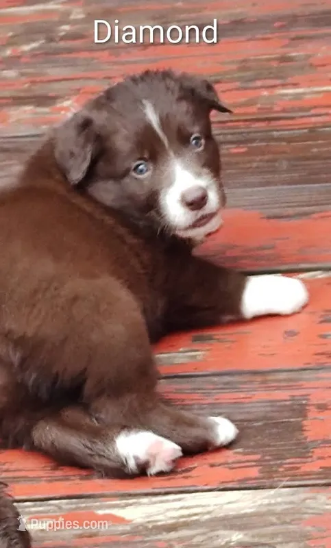 Diamond  – Australian Shepherd, Border Collie puppy for sale in Vanderbilt, PA