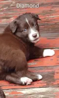 Diamond , a female Australian Shepherd and Border Collie for sale in Vanderbilt, PA – 1 of 1