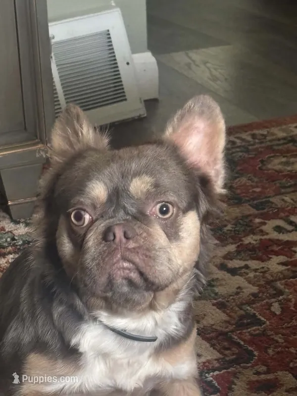 Roz  – French Bulldog puppy for sale in Vanderbilt, PA