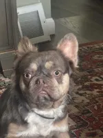 Roz , a female French Bulldog for sale in Vanderbilt, PA – 1 of 4