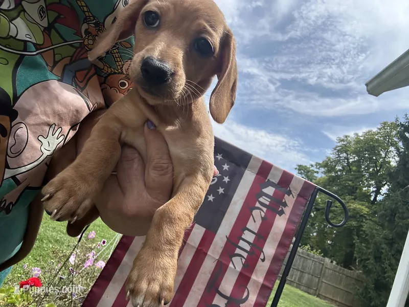 Sally  – Miniature Dachshund puppy for sale in Vanderbilt, PA