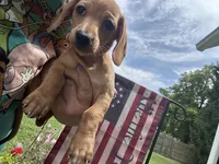 Sally , a female Miniature Dachshund for sale in Vanderbilt, PA – 1 of 3
