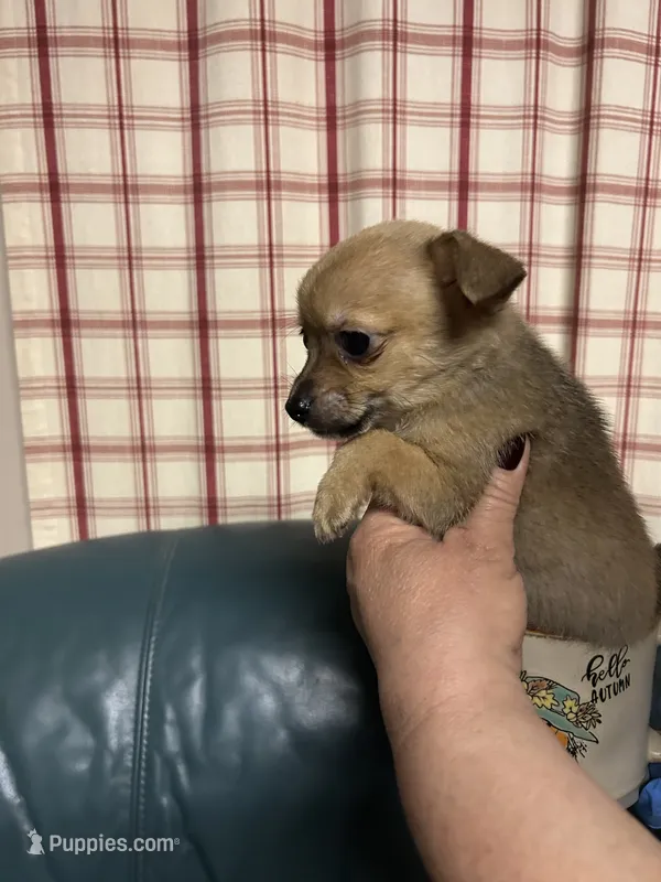 Max – Chihuahua puppy for sale in Vanderbilt, PA