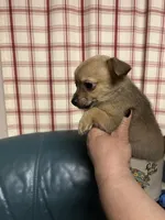 Max, a male Chihuahua for sale in Vanderbilt, PA – 1 of 3