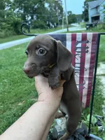 Roxanne , a female Miniature Dachshund for sale in Vanderbilt, PA – 5 of 9