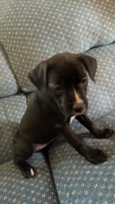 Sweet Pea, a female American Pit Bull Terrier and Chihuahua for sale in Vanderbilt, PA – 2 of 2