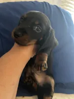 Dexter , a male Miniature Dachshund for sale in Vanderbilt, PA – 7 of 7