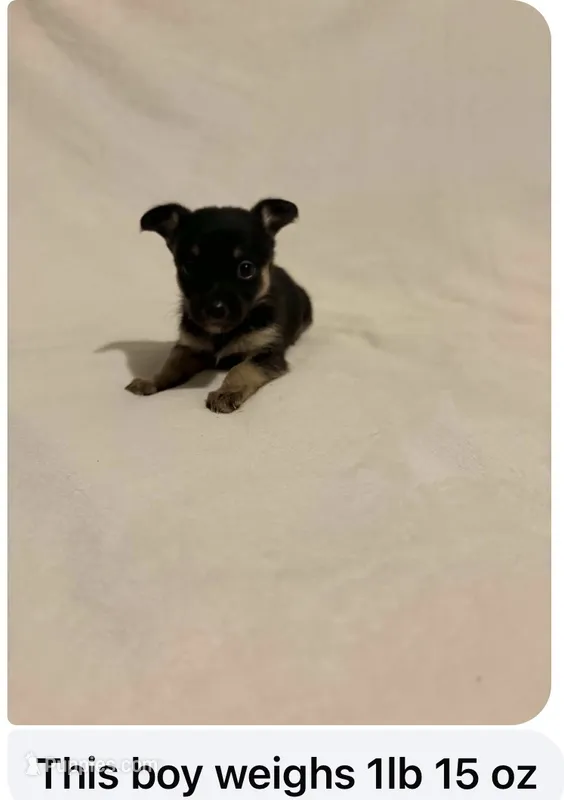 Normie – Chihuahua puppy for sale in Vanderbilt, PA