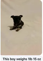 Normie, a male Chihuahua for sale in Vanderbilt, PA – 1 of 6