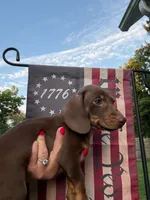 Rudy , a male Miniature Dachshund for sale in Vanderbilt, PA – 6 of 6