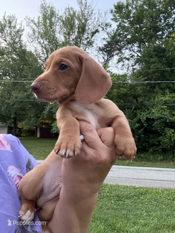 Randy – Miniature Dachshund puppy for sale in Vanderbilt, PA