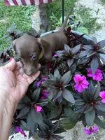 Roxanne , a female Miniature Dachshund for sale in Vanderbilt, PA – 8 of 9