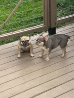 Roz , a female French Bulldog for sale in Vanderbilt, PA – 4 of 4