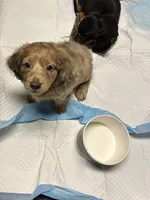 Charlie , a male Miniature Dachshund for sale in Vanderbilt, PA – 5 of 8