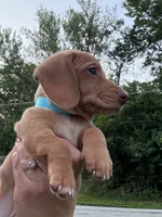 Randy, a male Miniature Dachshund for sale in Vanderbilt, PA – 3 of 5