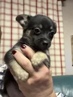 Normie, a male Chihuahua for sale in Vanderbilt, PA – 5 of 6
