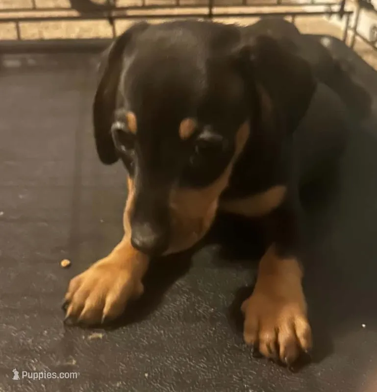 Leonard  – Miniature Dachshund puppy for sale in Vanderbilt, PA