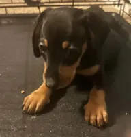 Leonard , a male Miniature Dachshund for sale in Vanderbilt, PA – 1 of 1