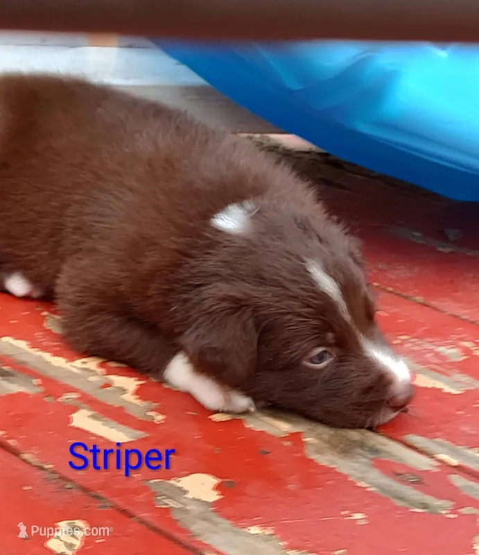 Striper  – Australian Shepherd puppy for sale in Vanderbilt, PA