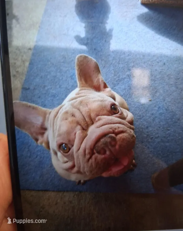 RIP – French Bulldog puppy for sale in Vanderbilt, PA