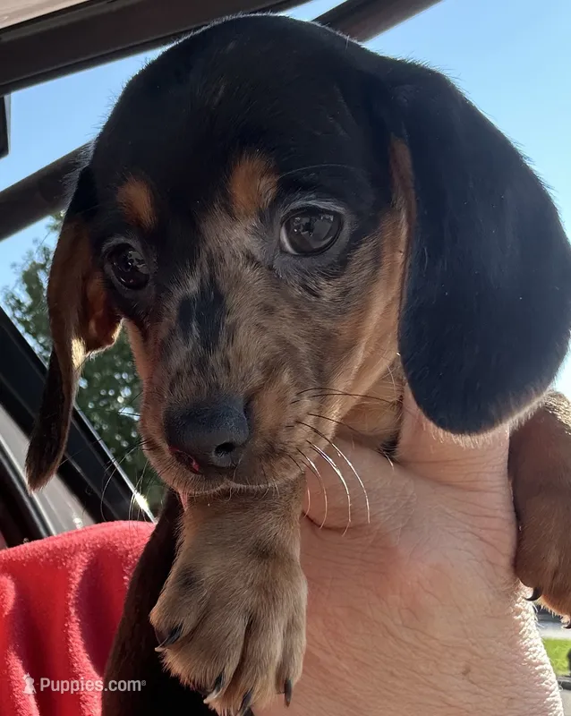 Randi Lynn  – Miniature Dachshund puppy for sale in Vanderbilt, PA
