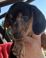 Randi Lynn , a female Miniature Dachshund for sale in Vanderbilt, PA – 1 of 2