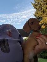 Randy, a male Miniature Dachshund for sale in Vanderbilt, PA – 4 of 5