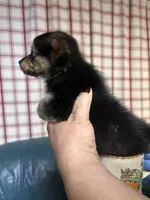Dixie Lou, a female Chihuahua for sale in Vanderbilt, PA – 2 of 3