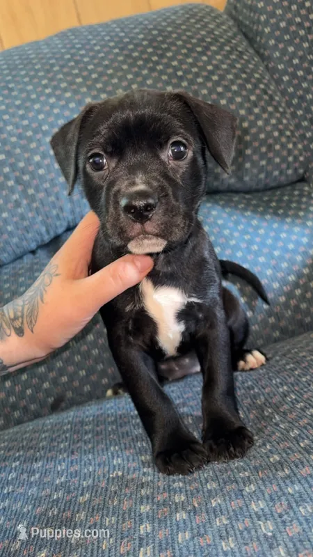 Daisy  – American Pit Bull Terrier, Chihuahua puppy for sale in Vanderbilt, PA