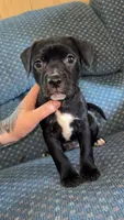 Daisy , a female American Pit Bull Terrier and Chihuahua for sale in Vanderbilt, PA – 1 of 1