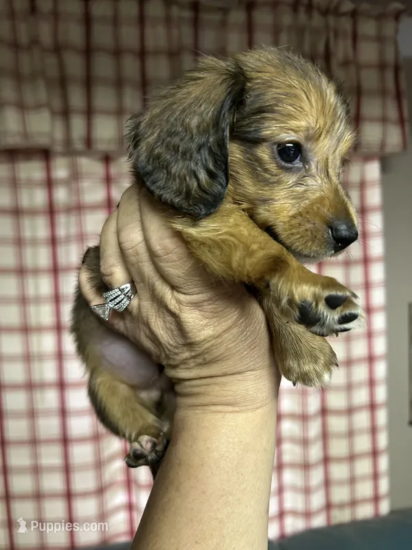 Larry  – Miniature Dachshund puppy for sale in Vanderbilt, PA