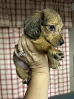 Larry , a male Miniature Dachshund for sale in Vanderbilt, PA – 1 of 3