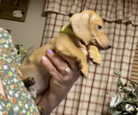 Cash , a male Miniature Dachshund for sale in Vanderbilt, PA – Photo 3 of 5