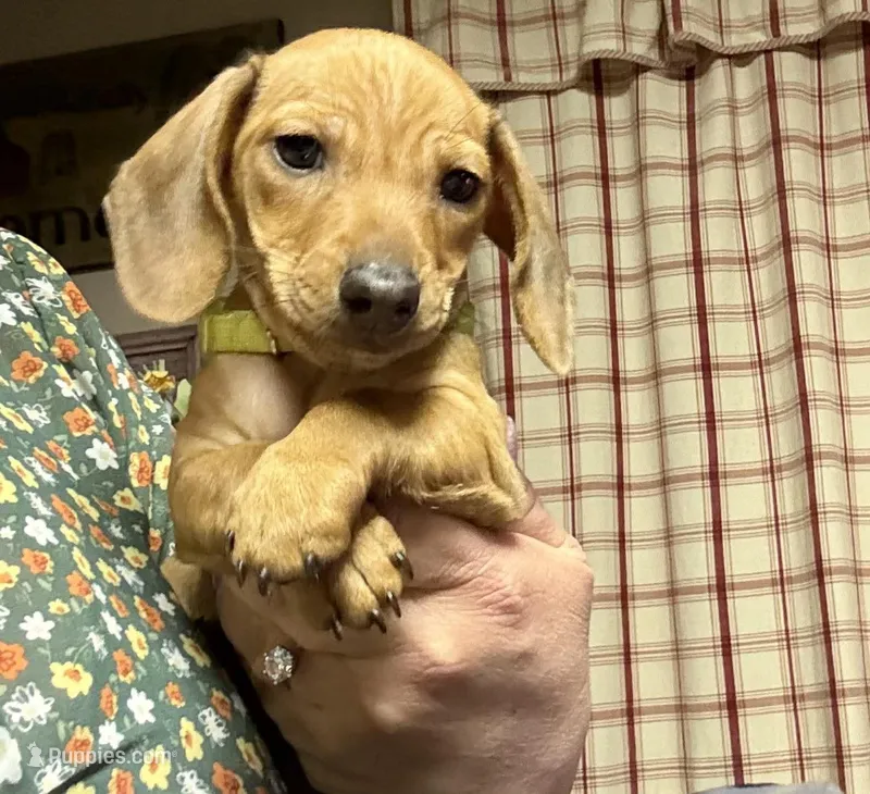 Cash  – Miniature Dachshund puppy for sale in Vanderbilt, PA