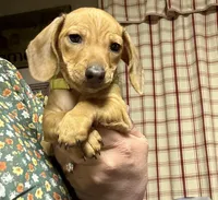 Cash , a male Miniature Dachshund for sale in Vanderbilt, PA – Photo 1 of 5