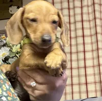 Cash , a male Miniature Dachshund for sale in Vanderbilt, PA – Photo 4 of 5