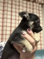 Normie, a male Chihuahua for sale in Vanderbilt, PA – 4 of 6
