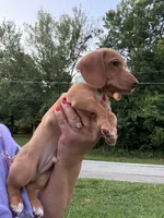 Randy, a male Miniature Dachshund for sale in Vanderbilt, PA – 2 of 5