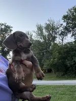 Rudy , a male Miniature Dachshund for sale in Vanderbilt, PA – 5 of 6