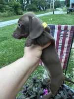 Roxanne , a female Miniature Dachshund for sale in Vanderbilt, PA – 4 of 9