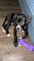 Gilly , a male American Pit Bull Terrier and Chihuahua for sale in Vanderbilt, PA – 2 of 2
