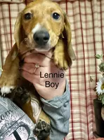 Lennie , a male Miniature Dachshund for sale in Vanderbilt, PA – Photo 2 of 2
