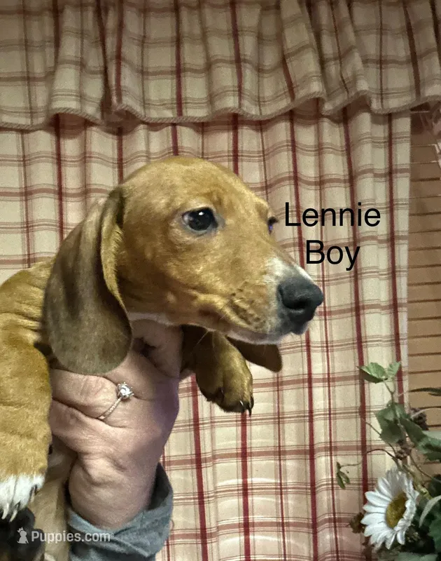 Lennie  – Miniature Dachshund puppy for sale in Vanderbilt, PA