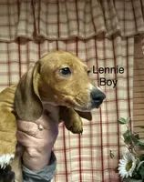Lennie , a male Miniature Dachshund for sale in Vanderbilt, PA – Photo 1 of 2