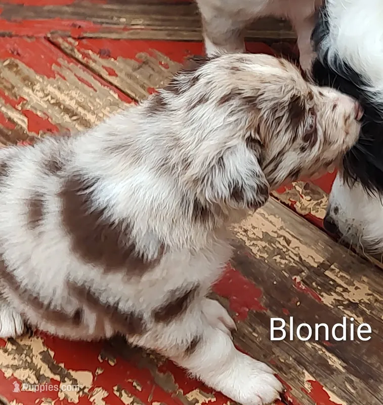 Blondie – Australian Shepherd, Border Collie puppy for sale in Vanderbilt, PA