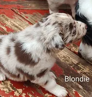 Blondie, a female Australian Shepherd and Border Collie for sale in Vanderbilt, PA – 1 of 1