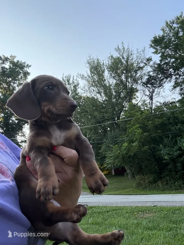 Rudy  – Miniature Dachshund puppy for sale in Vanderbilt, PA