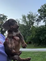 Rudy , a male Miniature Dachshund for sale in Vanderbilt, PA – 1 of 6