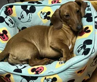 Rocket , a male Miniature Dachshund for sale in Vanderbilt, PA – 2 of 3