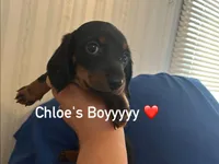 Dexter , a male Miniature Dachshund for sale in Vanderbilt, PA – 2 of 7